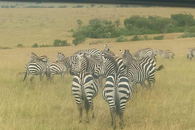 11 Days Guided Group Safari in Kenya And Tanzania - Days 1 and 2: Maasai Mara delivers the classic safari start