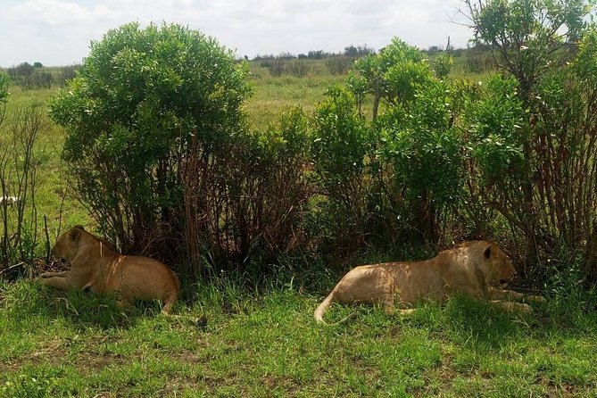 11 Days Guided Group Safari in Kenya And Tanzania - Day 4: Rhinos, flamingos, and the road to Amboseli