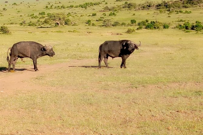 11 Days Guided Group Safari in Kenya And Tanzania - Day 5: Amboseli’s elephants and the Kilimanjaro view