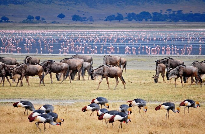 11 Days Guided Group Safari in Kenya And Tanzania - Day 6: Crossing from Kenya to Tanzania