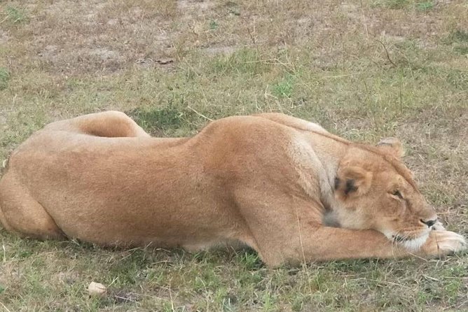 11 Days Guided Group Safari in Kenya And Tanzania - Days 7 and 8: Lake Manyara and the Ngorongoro Crater