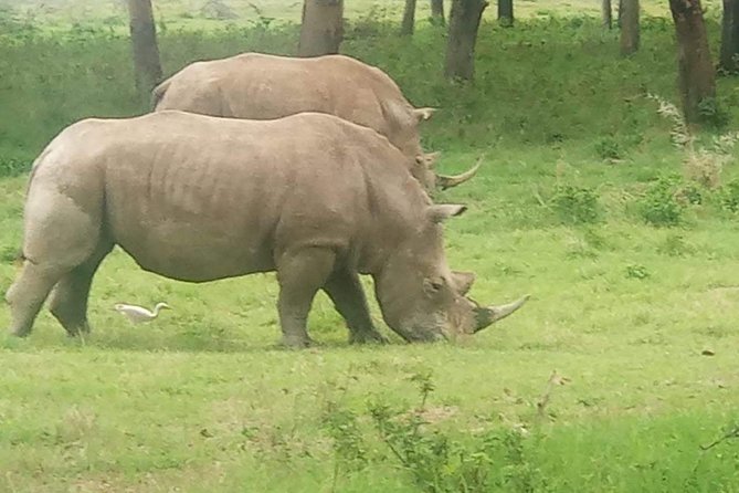 11 Days Guided Group Safari in Kenya And Tanzania - Day 3: A long transfer toward Lake Nakuru