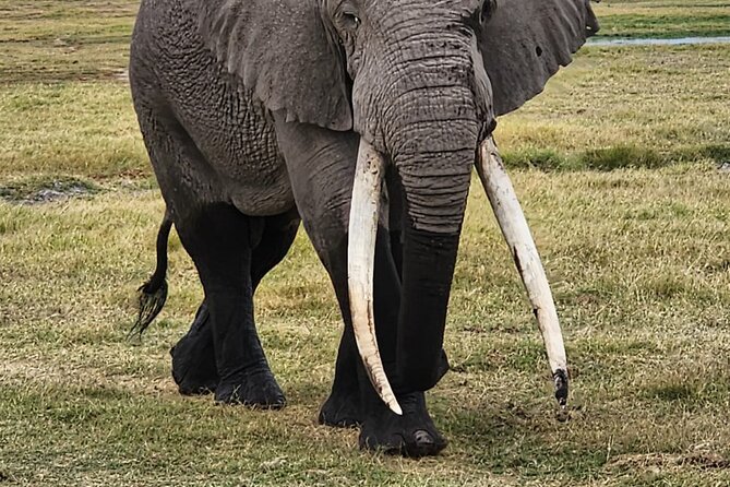 11 Days Private Tour to Explore Amboseli and Samburu - Nanyuki and Lake Naivasha: an important change of pace