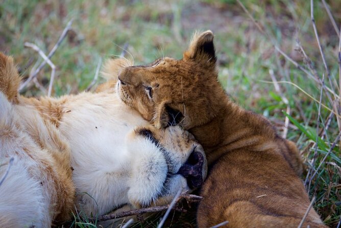 11 Days Private Tour to Explore Amboseli and Samburu - Maasai Mara: allow the full day to work for you