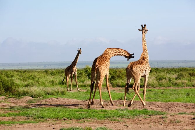 11 Days Private Tour to Explore Amboseli and Samburu - The Nairobi return and the cost of long road days