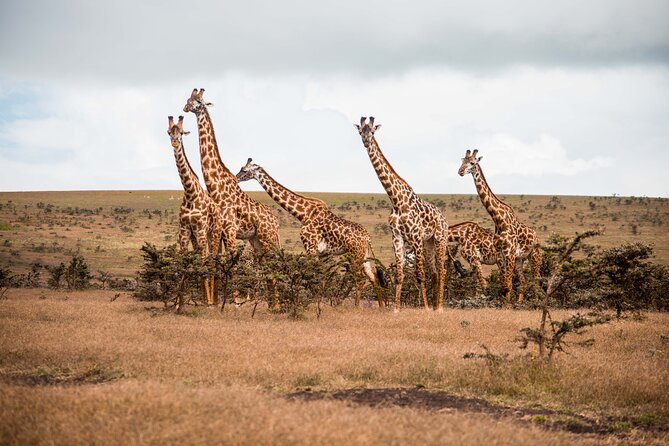 12 Days Best Of Kenya and Tanzania Safari - Luxury - Lake Naivasha adds water, walking, and a slower start