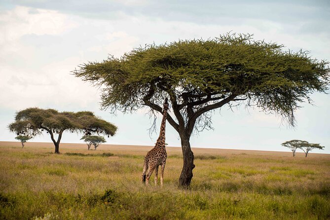 12 Days Best Of Kenya and Tanzania Safari - Luxury - Three nights in Maasai Mara improve your wildlife odds