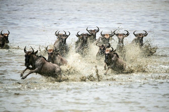 12 Days Best Of Kenya and Tanzania Safari - Luxury - The Isebania crossing is useful, but not a casual transfer