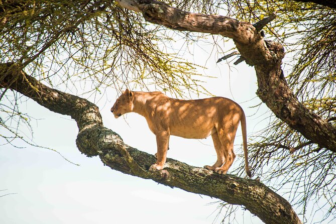 12 Days Best Of Kenya and Tanzania Safari - Luxury - Ngorongoro Crater packs a lot into one day