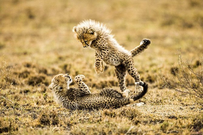 12 Days Best Of Kenya and Tanzania Safari - Luxury - Amboseli brings elephants and a change of scenery