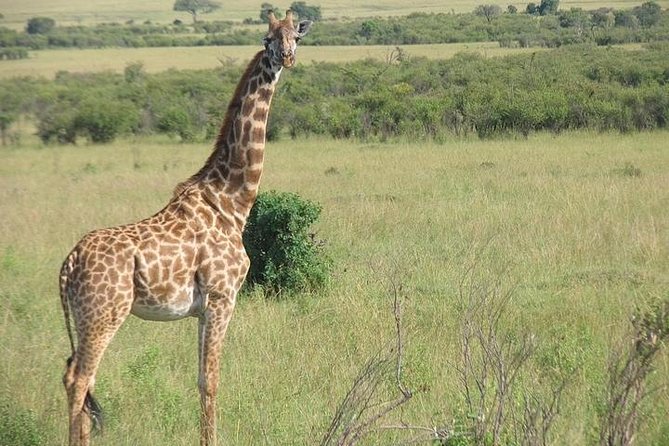12 Days Kenya and Tanzania Budget Private Safari from Nairobi - Lake Nakuru and the search for rhino