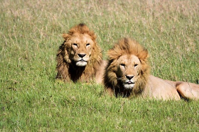 12 days Kenya and Tanzania safari private lodge from Nairobi - What the $5,865.39 price really buys you