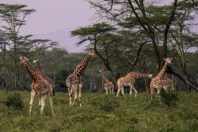 12 Days Kenya & Tanzania Safari Private Lodge Safari from Nairobi