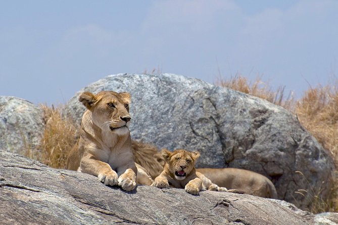 12 Days Kenya & Tanzania Safari Private Lodge Safari from Nairobi - A full Serengeti day around Seronera