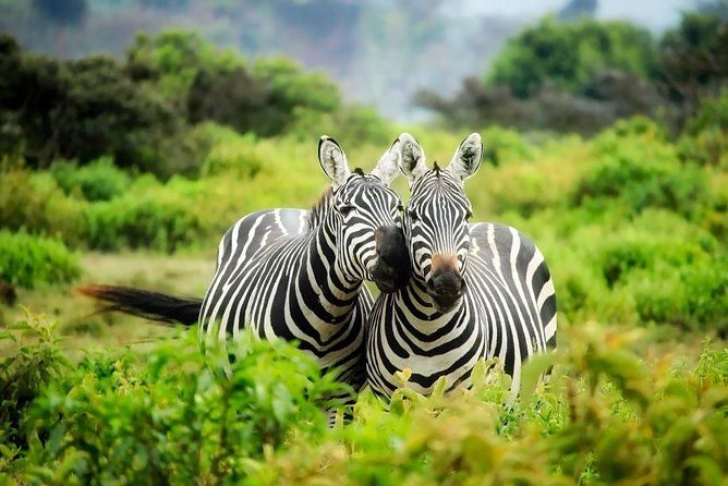 12 Days Kenya Tanzania wildlife Joining Tour - Key points to know before booking