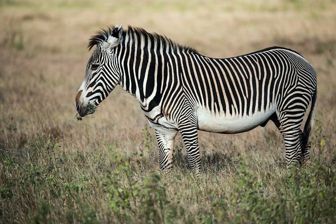 12 Days Kenya Tanzania wildlife Joining Tour - A full Mara day and the optional balloon cost