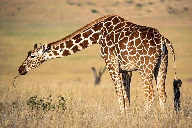 12 Days Kenya Tanzania wildlife Joining Tour - Crossing from Kenya into Tanzania