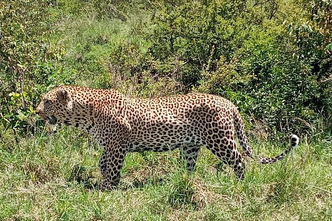 12 Days Samburu Ol-pejeta lake Nakuru Masai Mara lake Naivasha Amboseli safari - A big Kenya circuit with plenty of wildlife