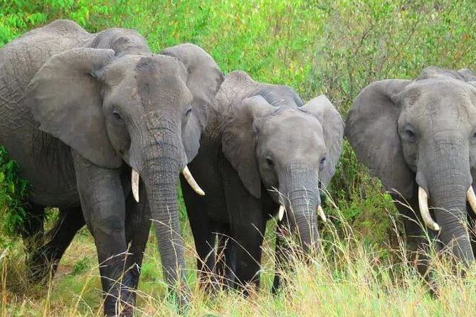 12 Days Samburu Ol-pejeta lake Nakuru Masai Mara lake Naivasha Amboseli safari - Days 6 and 7: Two full chances in the Masai Mara