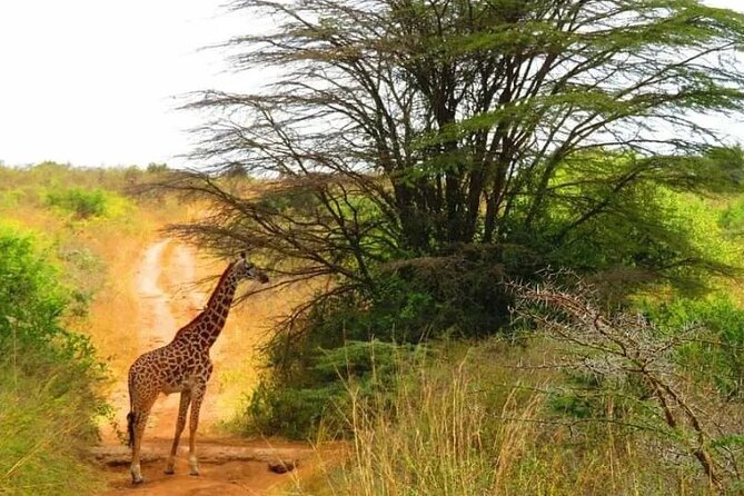 12 Days Samburu Ol-pejeta lake Nakuru Masai Mara lake Naivasha Amboseli safari - Days 8 and 9: Lake Naivasha and a walk at Crater Lake