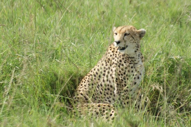 12 Days Samburu Ol-pejeta lake Nakuru Masai Mara lake Naivasha Amboseli safari - Days 2 and 3: Samburu’s rare animals and dry northern country