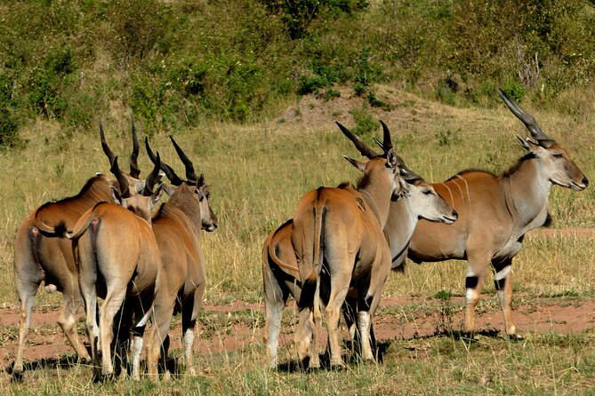 12 Days wildebeest migration Masai Mara Nakuru Uganda gorilla trekking safari - Day 5: Volcanic heat at Lake Bogoria