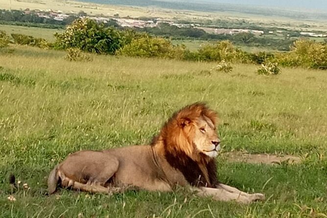 12 Days wildebeest migration Masai Mara Nakuru Uganda gorilla trekking safari - Day 8: Batwa culture, canoeing, or a slower day