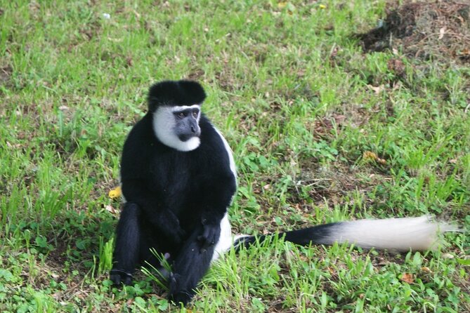 12 Days wildebeest migration Masai Mara Nakuru Uganda gorilla trekking safari - Day 1: A soft landing near Nairobi airport