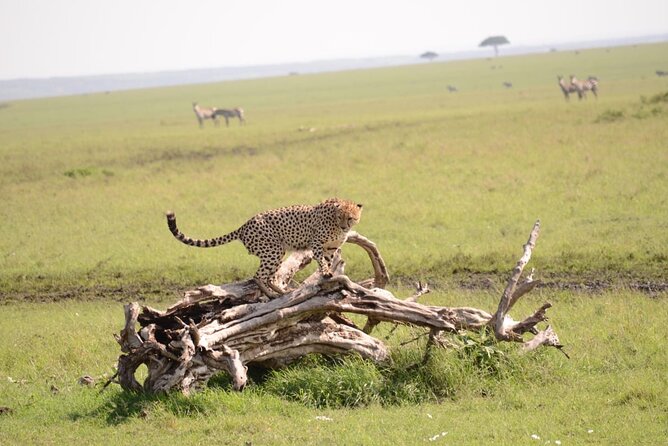 13-Day Private Wildlife Safari Tour of Kenya and Tanzania - What the $8,086 price buys you