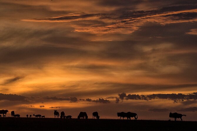 13-Day Private Wildlife Safari Tour of Kenya and Tanzania - Day 2: A full day among Samburu’s dry-country wildlife