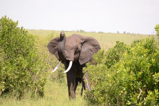 13-Day Private Wildlife Safari Tour of Kenya and Tanzania - Day 10: Olduvai Gorge and the road to Ngorongoro