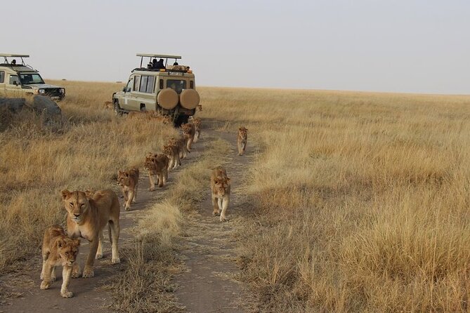 13-Day Private Wildlife Safari Tour of Kenya and Tanzania - Day 1: Nairobi to Samburu National Reserve