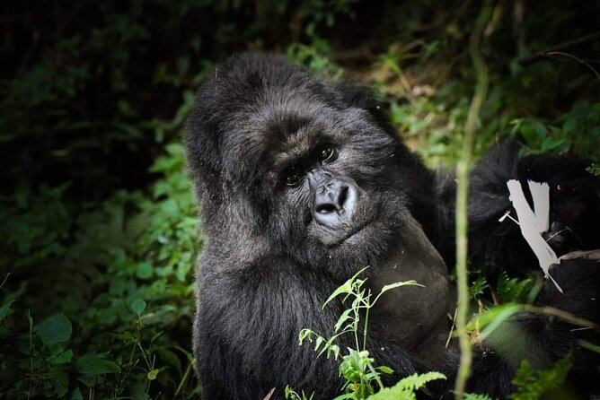 13-Day Uganda Mgahinga Gorilla Trek, Maasai Amboseli Park - Nairobi starts with giraffes and a famous dinner