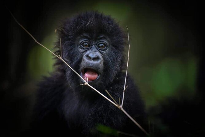 13-Day Uganda Mgahinga Gorilla Trek, Maasai Amboseli Park - Lake Nakuru adds rhinos, birds, and a Rift Valley view