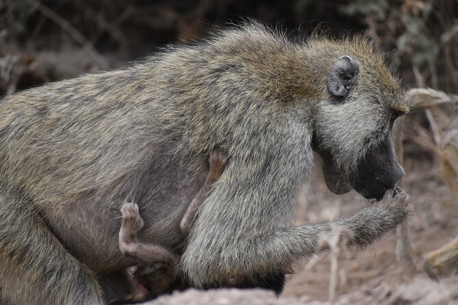 13 Days Best of Kenya and Tanzania BudgetSafari - Why this Kenya and Tanzania route works