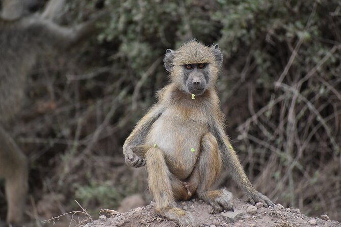 13 Days Best of Kenya and Tanzania BudgetSafari - Days 7 to 9: Lake Manyara and two nights in Serengeti