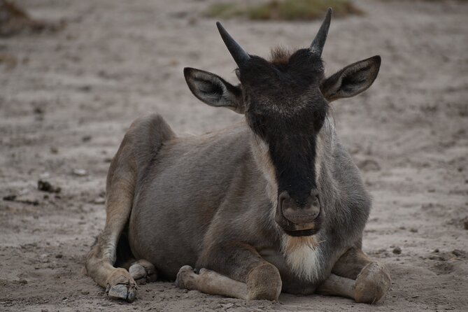 13 Days Best of Kenya and Tanzania BudgetSafari - Day 10: Down into Ngorongoro Crater