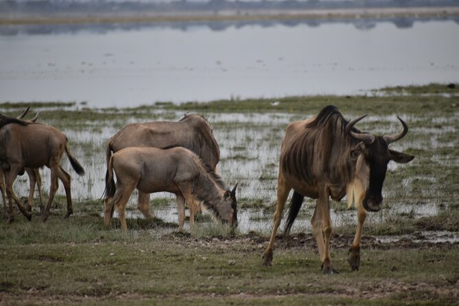13 Days Best of Kenya and Tanzania BudgetSafari - Days 11 and 12: Tarangire’s elephants and baobabs