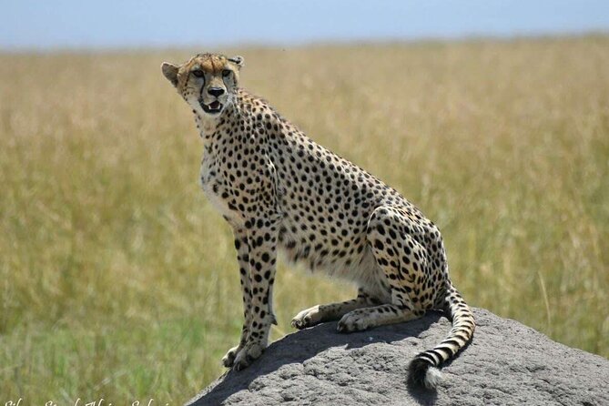 14-Day Serengeti Maasai Mara Amboseli Tarangire Zanzibar - Days 8 and 9: Two days in the Serengeti