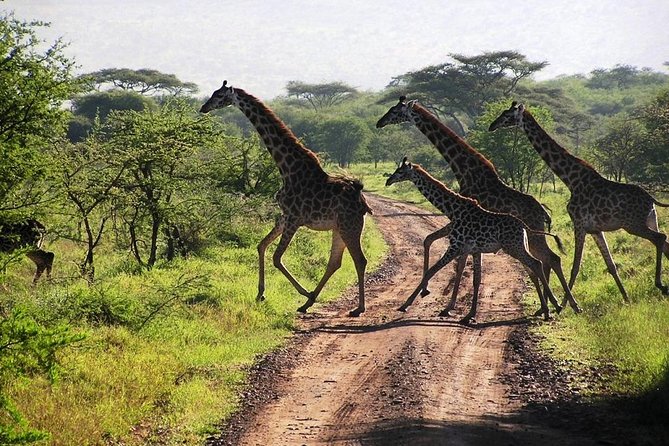 14-Days Kenya and Tanzania Camping Safari from Nairobi - Day 6: The Nairobi to Arusha shuttle