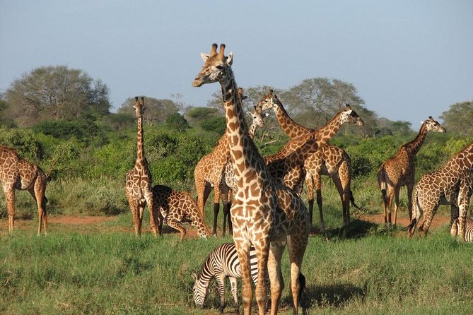 14-Days Kenya and Tanzania Camping Safari from Nairobi - Day 8: Tarangire and the appeal of a focused park day