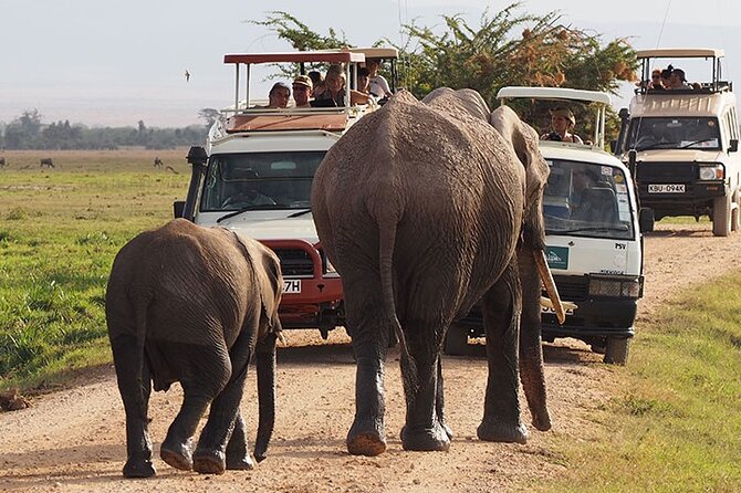 2-Day all inclusive safari to Amboseli National park from Nairobi - Why this two-day Amboseli safari works
