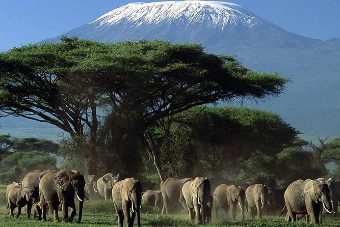 2-Day Amboseli National Park Safari- Daily Departures - What the $495 price really covers