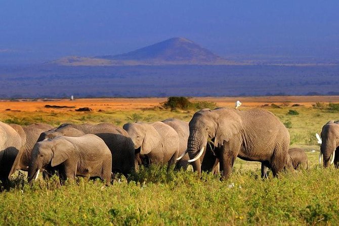 2-Day Amboseli National Park Safari- Daily Departures - The 7:00 am departure from Nairobi