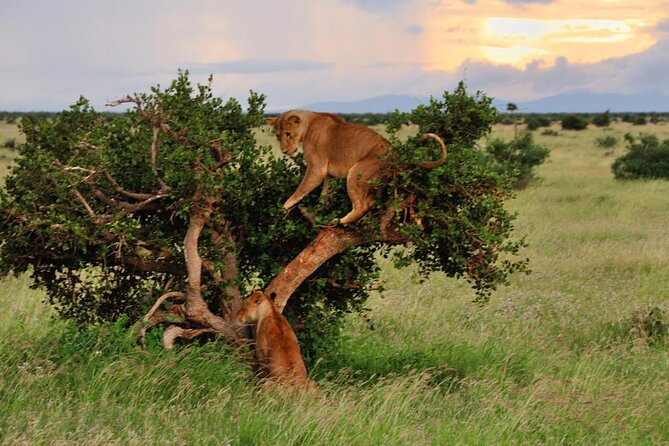 2-Day Private Tour in Masai Mara with Pick Up - Meals, camp or lodge time, and the optional Maasai visit