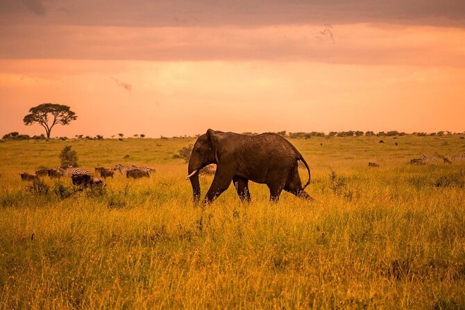 2-Day Private Tour in Masai Mara with Pick Up - The first game drive and the value of a private vehicle