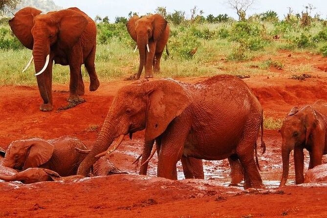 2-Day Private Tour in Tsavo East - Key points to know before booking