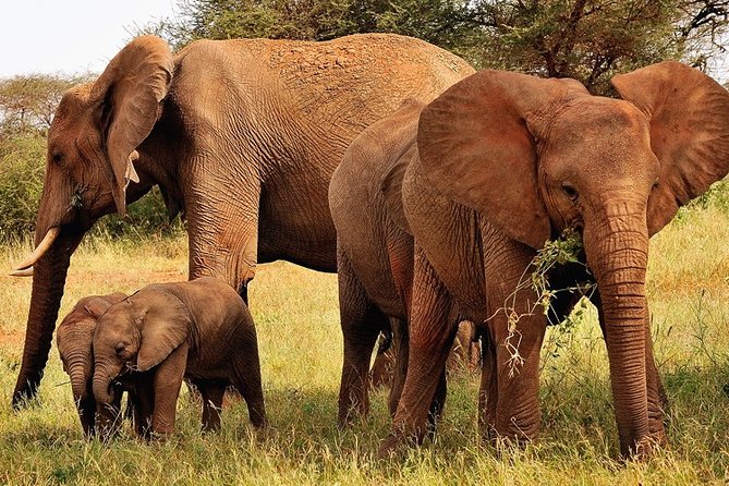 2-Day Safari in Taita Hills from Mombasa - Dawn in Taita Hills is the best use of day two