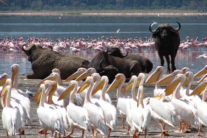 2 Day Tour Lake Nakuru, Hell' s Gate & Lake Naivasha From Nairobi - Why Hell’s Gate makes this two-day safari different