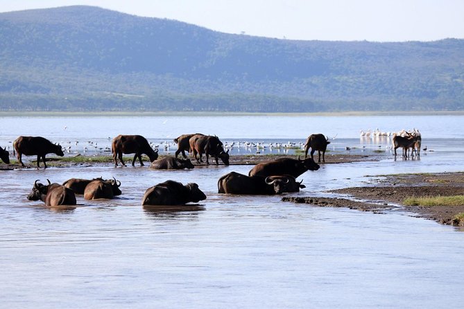 2 Day Tour Lake Nakuru, Hell' s Gate & Lake Naivasha From Nairobi - Lake Naivasha by boat, with hippos and fish eagles